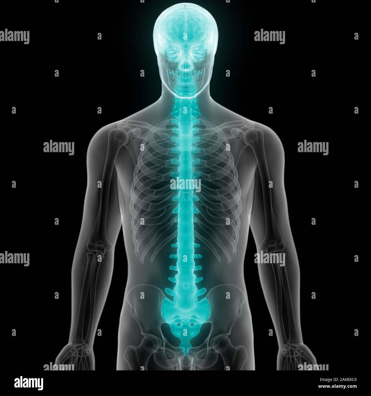 Die Wirbelsäule von menschlichen Skelett System Anatomie Stockfoto