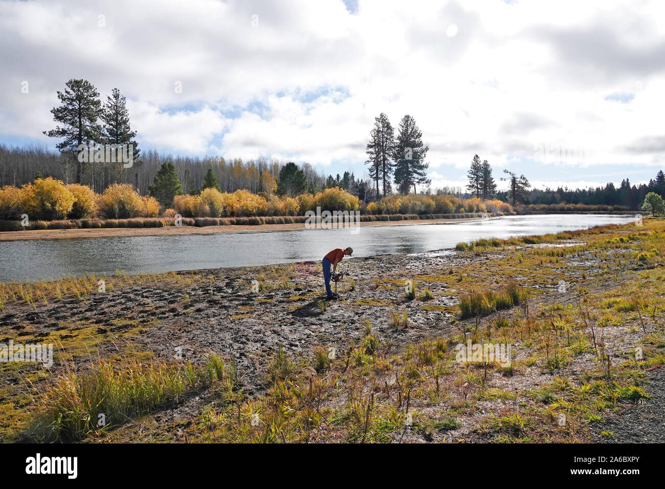 U.S. Forest Service Mitarbeiter Pflanze segge Gras in erodierte Gebiete entlang den Ufern des Deschutes River in der Nähe von Bend, Oregon. Stockfoto