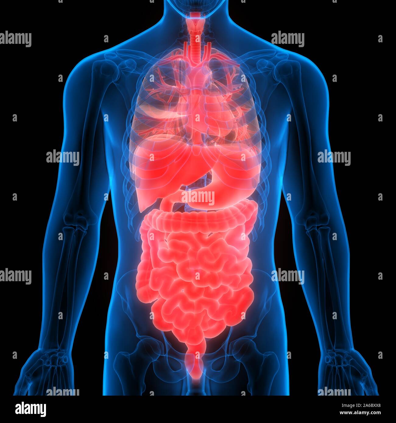 Anatomie Der Menschlichen Kompletten Inneren Organe Stockfoto
