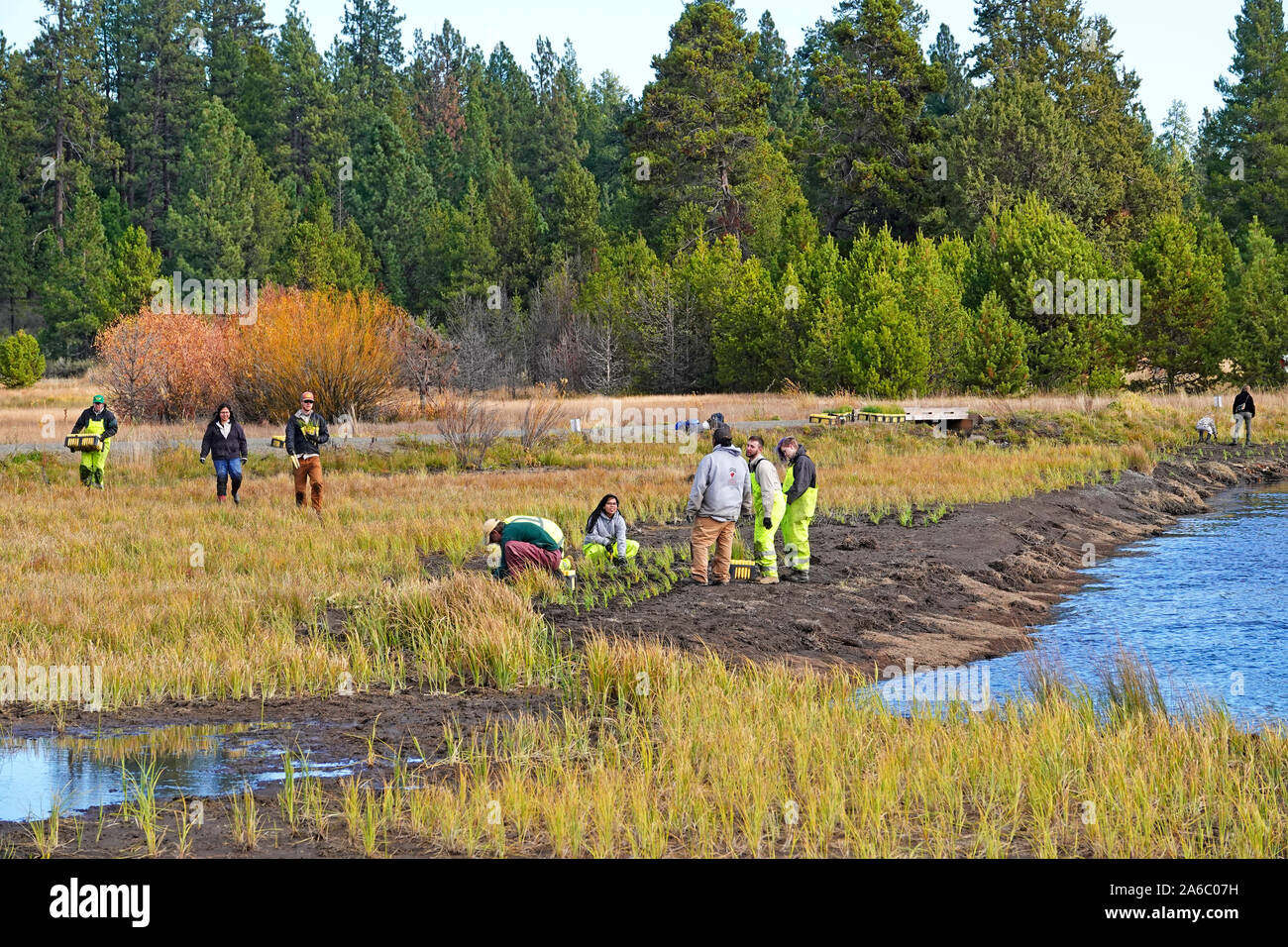 U.S. Forest Service Mitarbeiter Pflanze segge Gras in erodierte Gebiete entlang den Ufern des Deschutes River in der Nähe von Bend, Oregon. Stockfoto