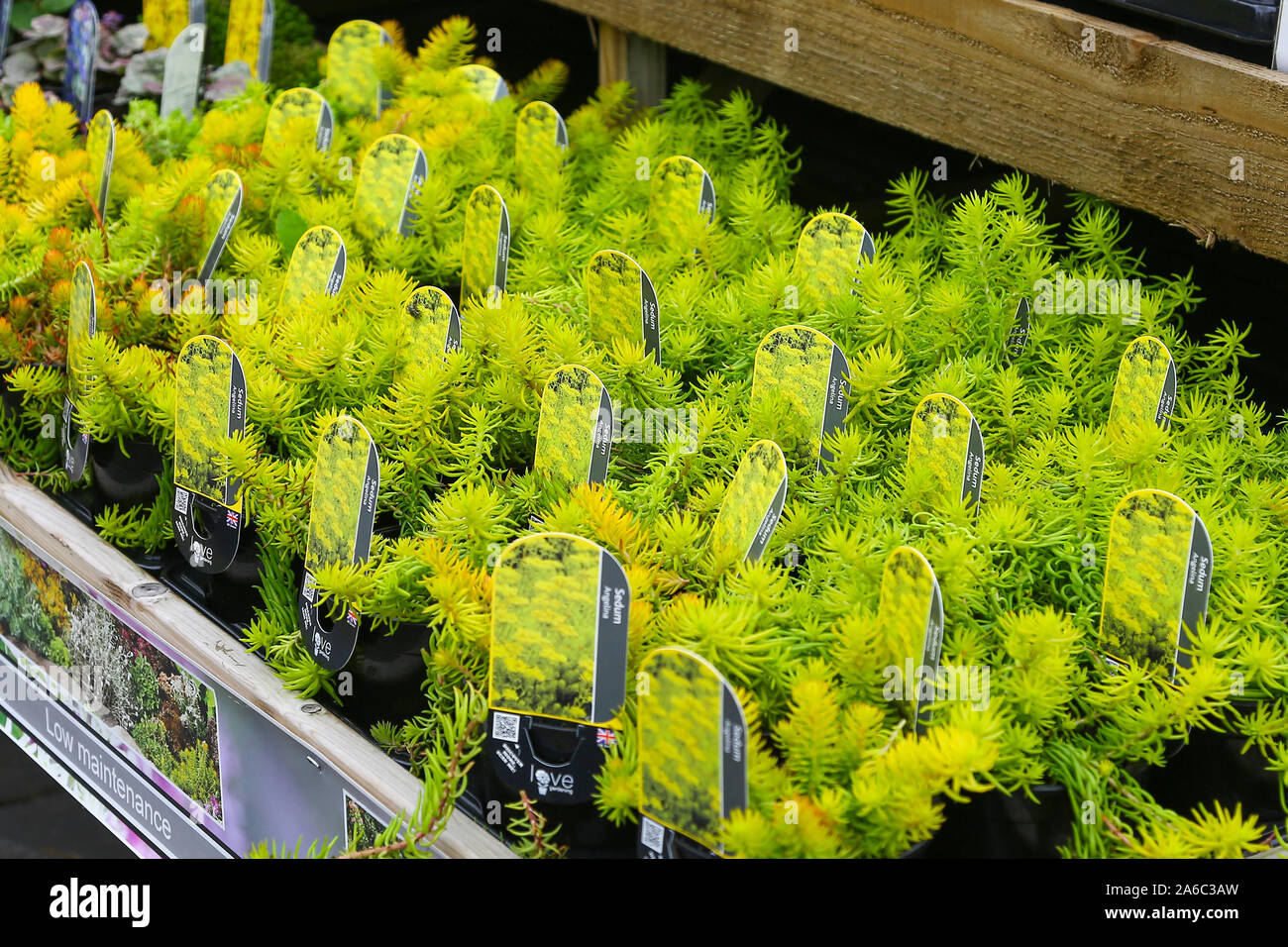 Sedum rupestre 'Angelina, gemeinsamen Namen Fetthenne, ein immergrüner, mehrjährige Pflanze für den Verkauf in einem Kindergarten, England, Großbritannien Stockfoto