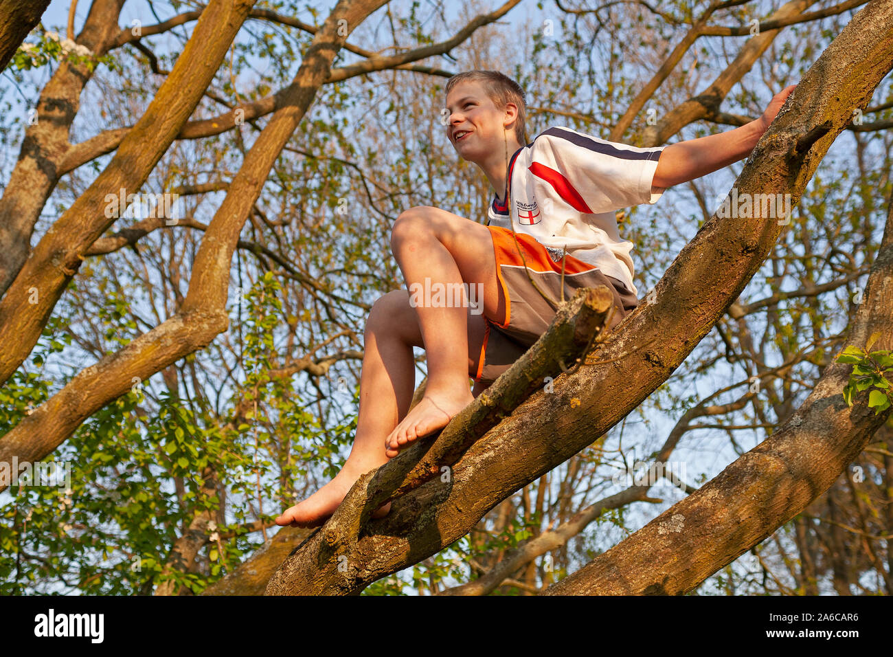 Ein kleiner Junge sitzt in einem Baum. Stockfoto