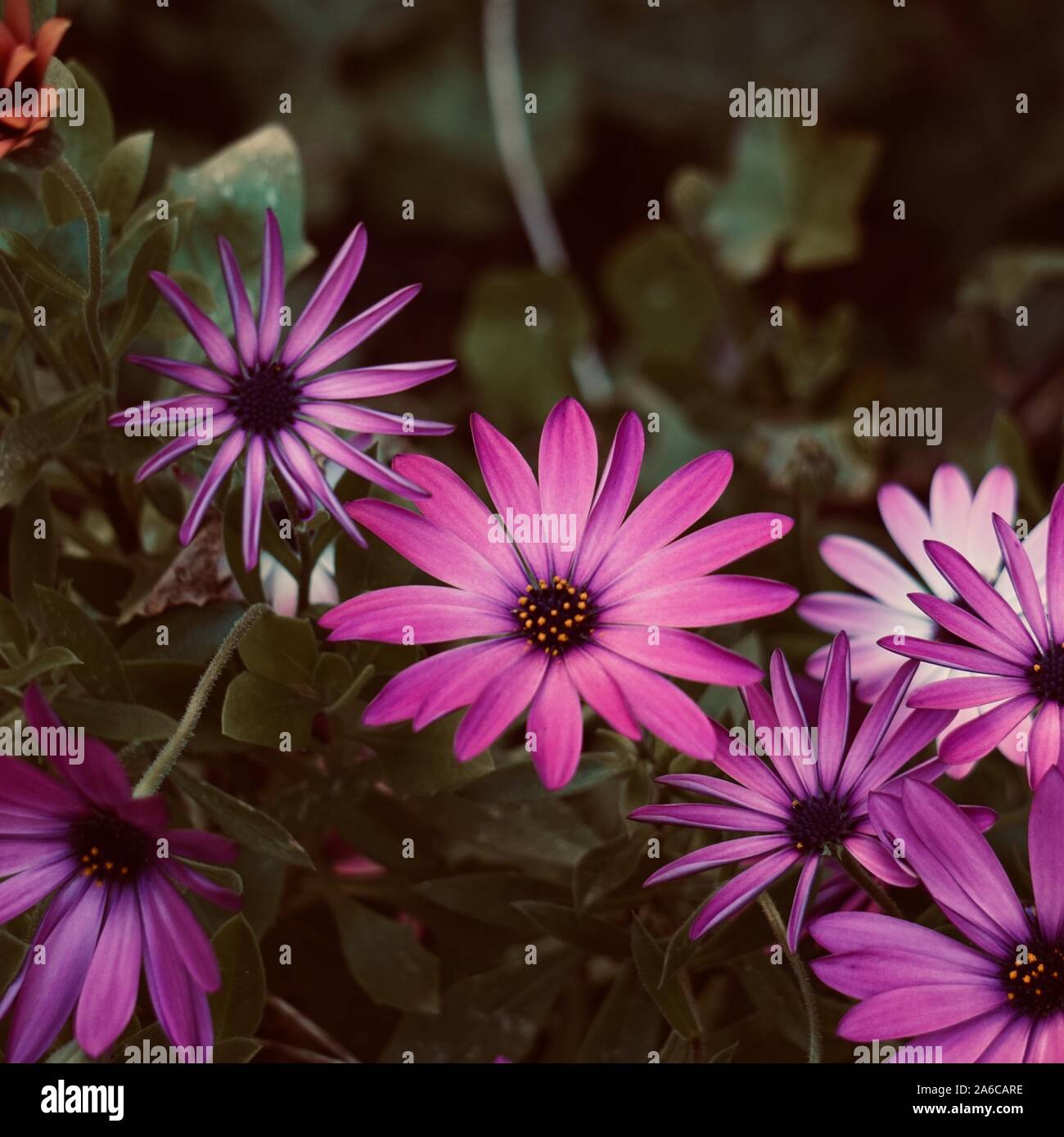 Romantischen rosa Blumen im Garten Stockfoto