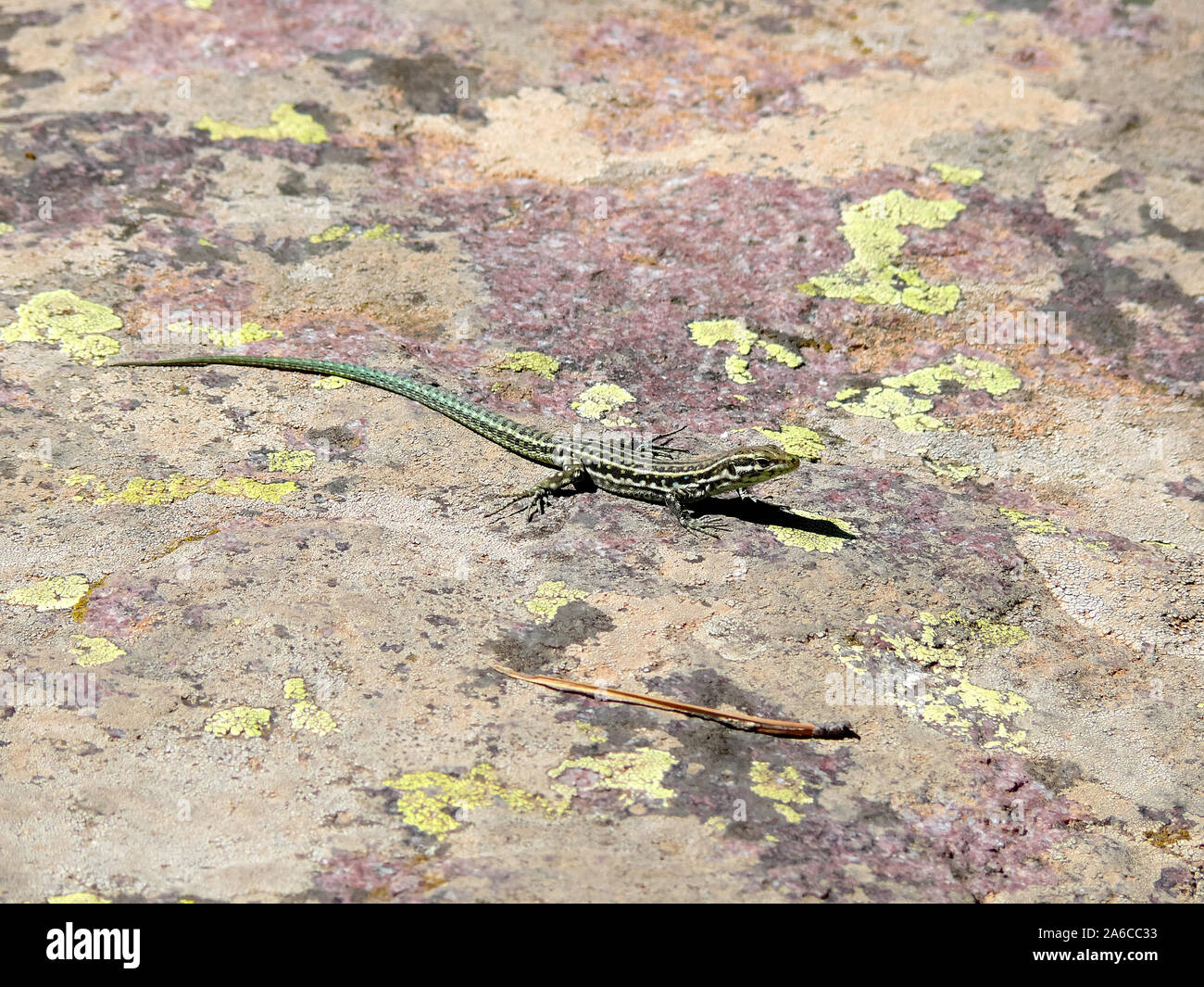 Tirren faligyik Fotos und Bildmaterial in hoher Auflösung Alamy