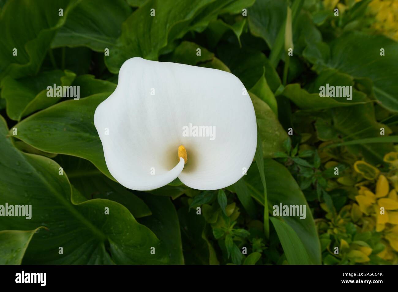 Weiße calla Lilie Blume Pflanze mit grünen Blättern im Garten Stockfoto