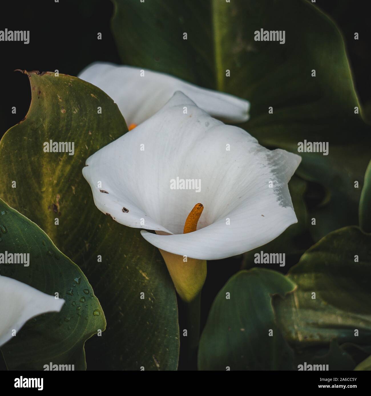 Weiße calla Lilie Blume Pflanze mit grünen Blättern im Garten Stockfoto