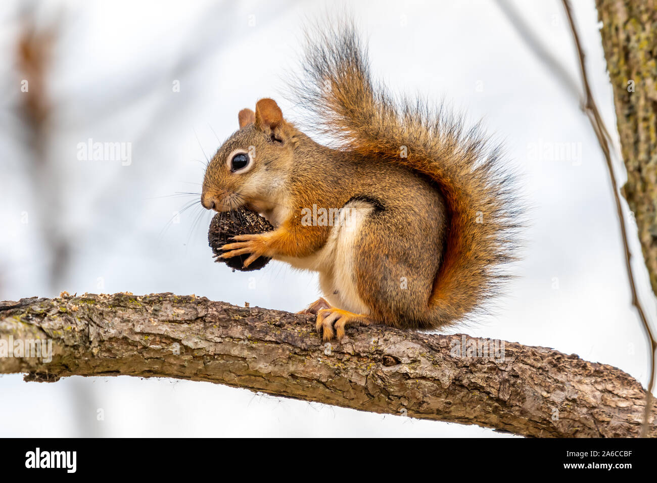 Eine amerikanische Rote Eichhörnchen (Tamiasciurus hudsonicus) Essen eine Mutter auf einem Ast. Stockfoto