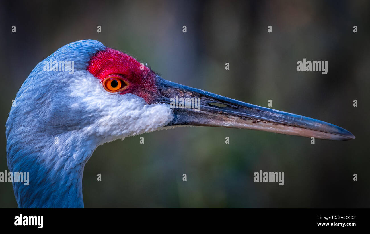 Nahaufnahme, Porträt einer Sandhill Crane (Antigone canadensis). Stockfoto
