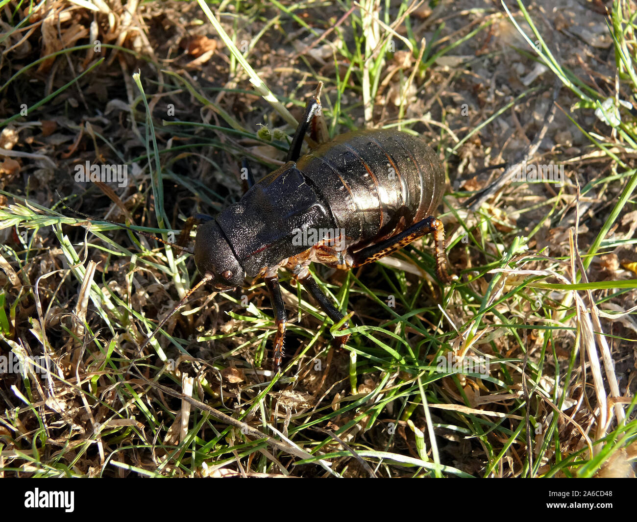 Bronze Glanduläre Bush - Kricket, Bradyporus dasypus, tüskéslábú pozsgóc, Grece, Europa Stockfoto