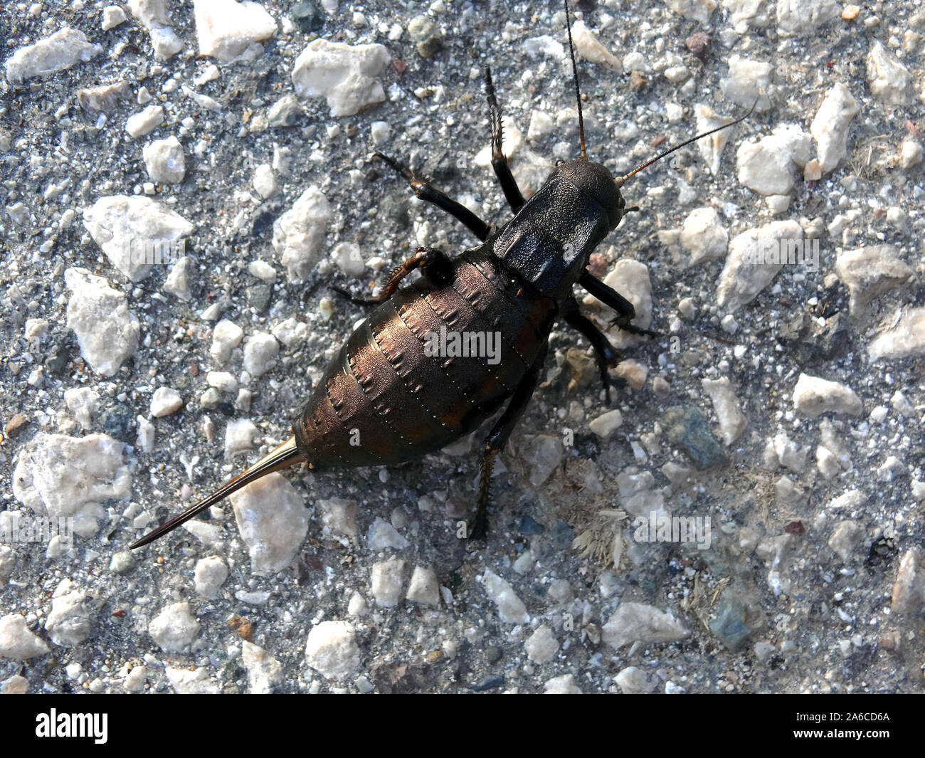 Bronze Glanduläre Bush - Kricket, Bradyporus dasypus, tüskéslábú pozsgóc, Grece, Europa Stockfoto