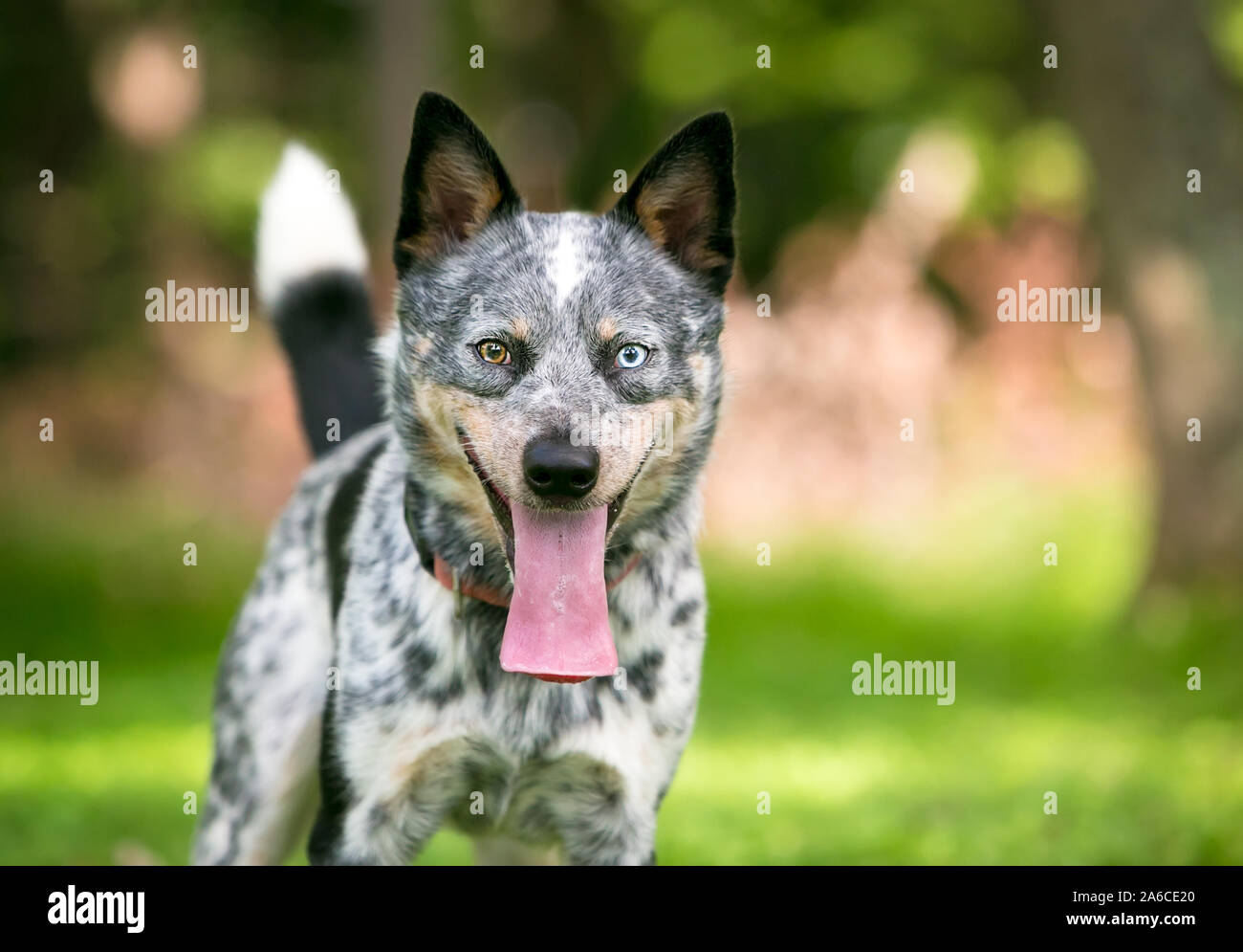 Ein glückliches Australian Cattle Dog mit Heterochromia in seinen Augen, und keuchend mit extrem langen Zunge aus dem Mund hängen Stockfoto