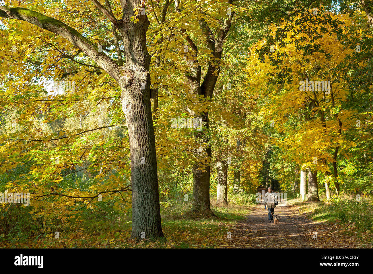 Einen Waldweg in Niedersachsen, Norddeutschland im Herbst. Stockfoto