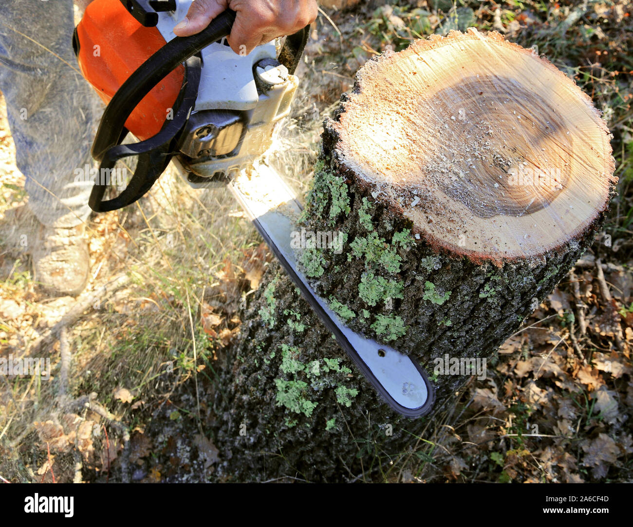 Eine Kettensäge, Brennholz zu schneiden. Stockfoto