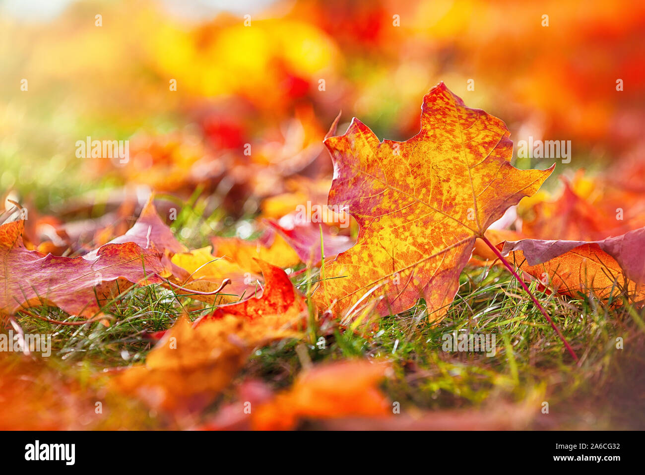 Nahaufnahme der Bunte Herbst Ahorn Blätter auf dem Boden. Herbst Natur Hintergrund mit kopieren. Stockfoto