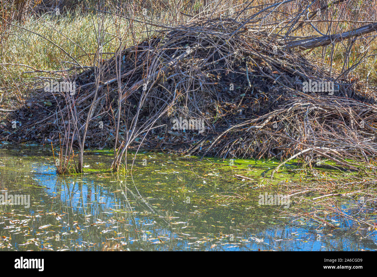 Active Beaver Lodge am East Plum Creek, Castle Rock Colorado USA. Foto aufgenommen im Oktober. Stockfoto