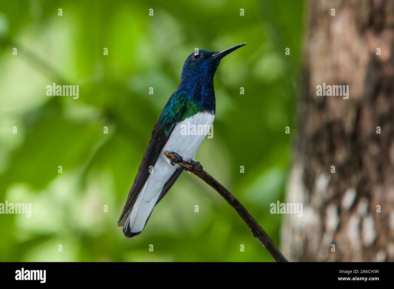 Die Weiß-necked Jakobiner, Florisuga mellivora, aus Mexiko, Peru, Bolivien und Brasilien. Stockfoto