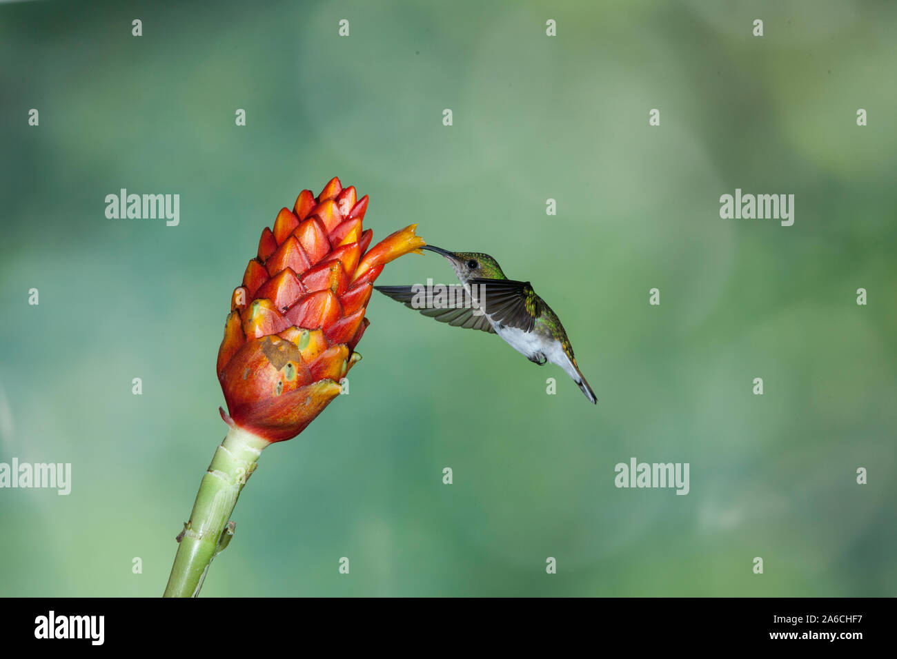 Eine weibliche Kupferfarben - vorangegangen Emerald Kolibri, Elvira cupreiceps, Feeds auf einer tropischen Costus Blume in Costa Rica. Stockfoto