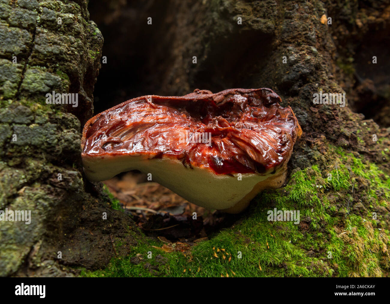 Beefsteak Pilz essbar (Fistulina leberblümchen) Stockfoto