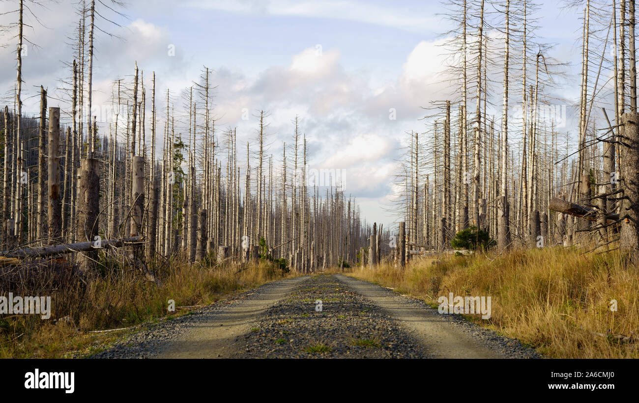 Straße durch einen Wald von toten Bäumen. Das Waldsterben im Nationalpark Harz, Sachsen-Anhalt, Deutschland, Europa. Stockfoto