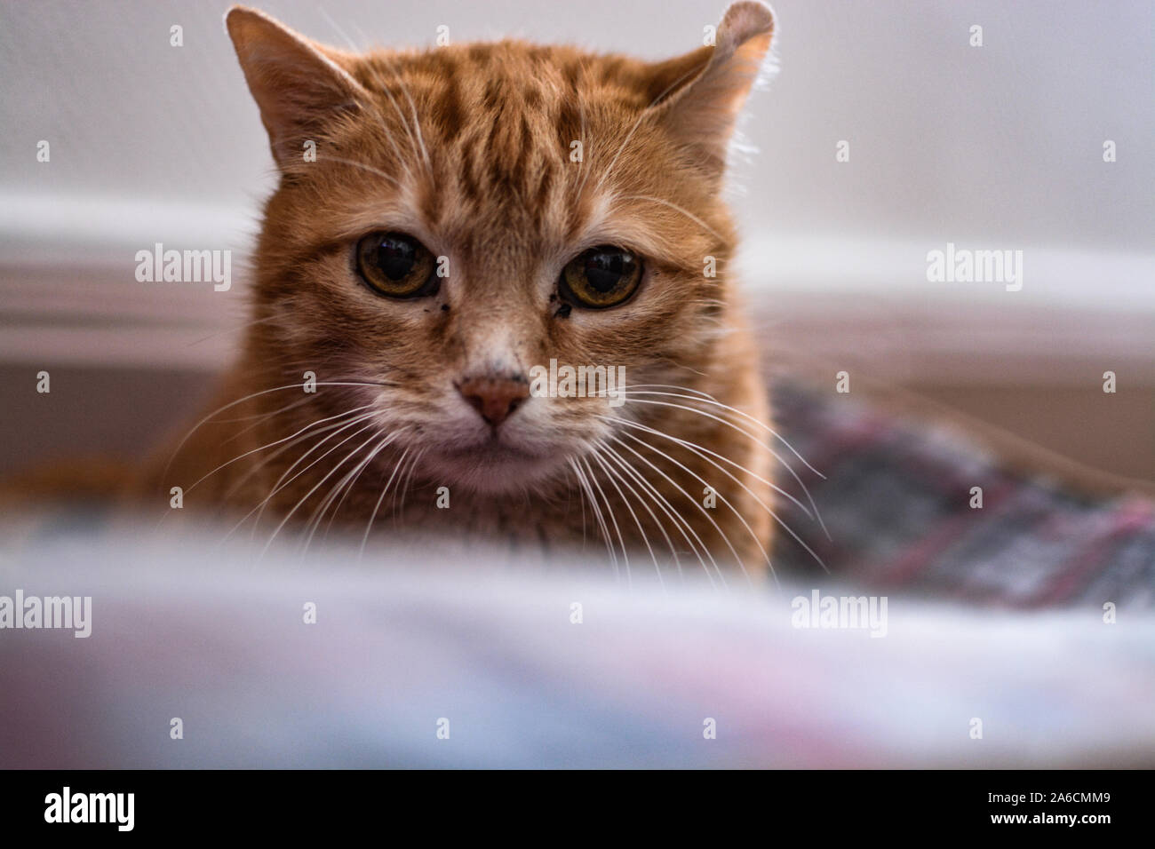 Katze portrait Stockfoto