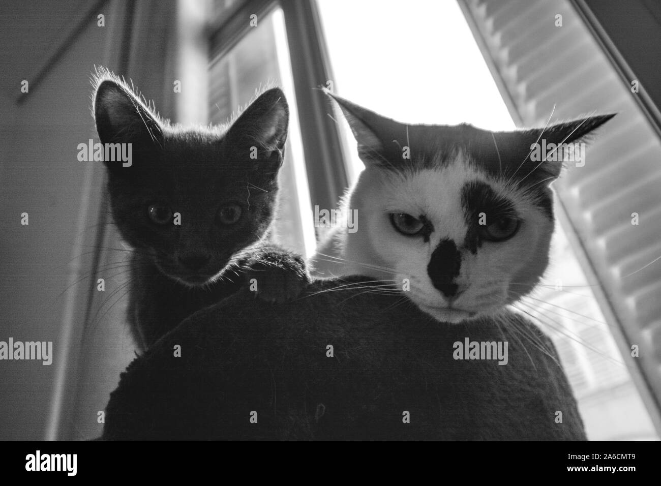 Katze portrait Stockfoto