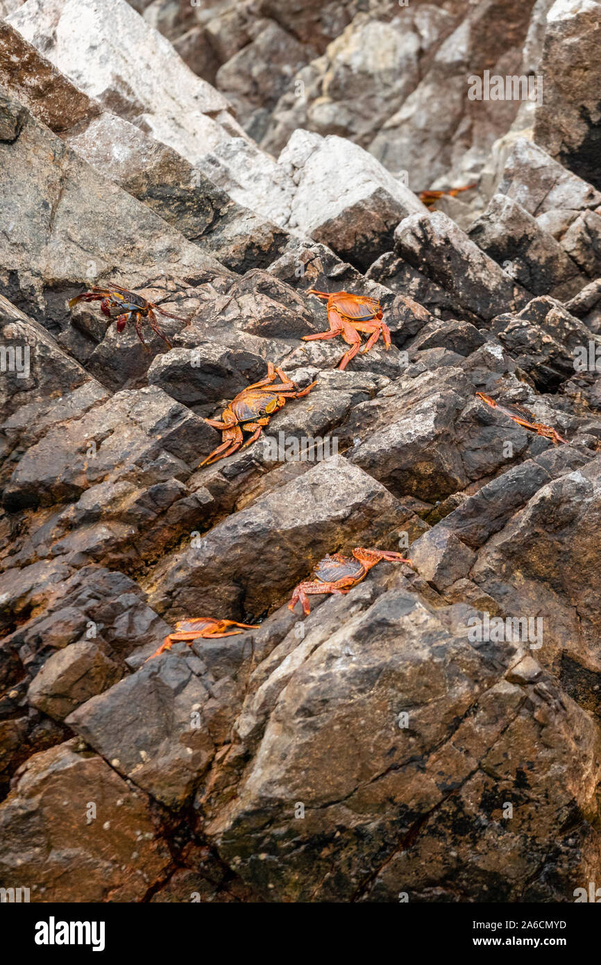 Orange Krabben Im Ballesta Insel im südlichen Peru Stockfoto