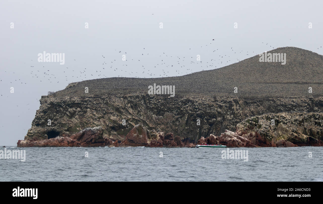 Seevögel fliegen über den Ballestas Inseln in Arequipa Peru Stockfoto