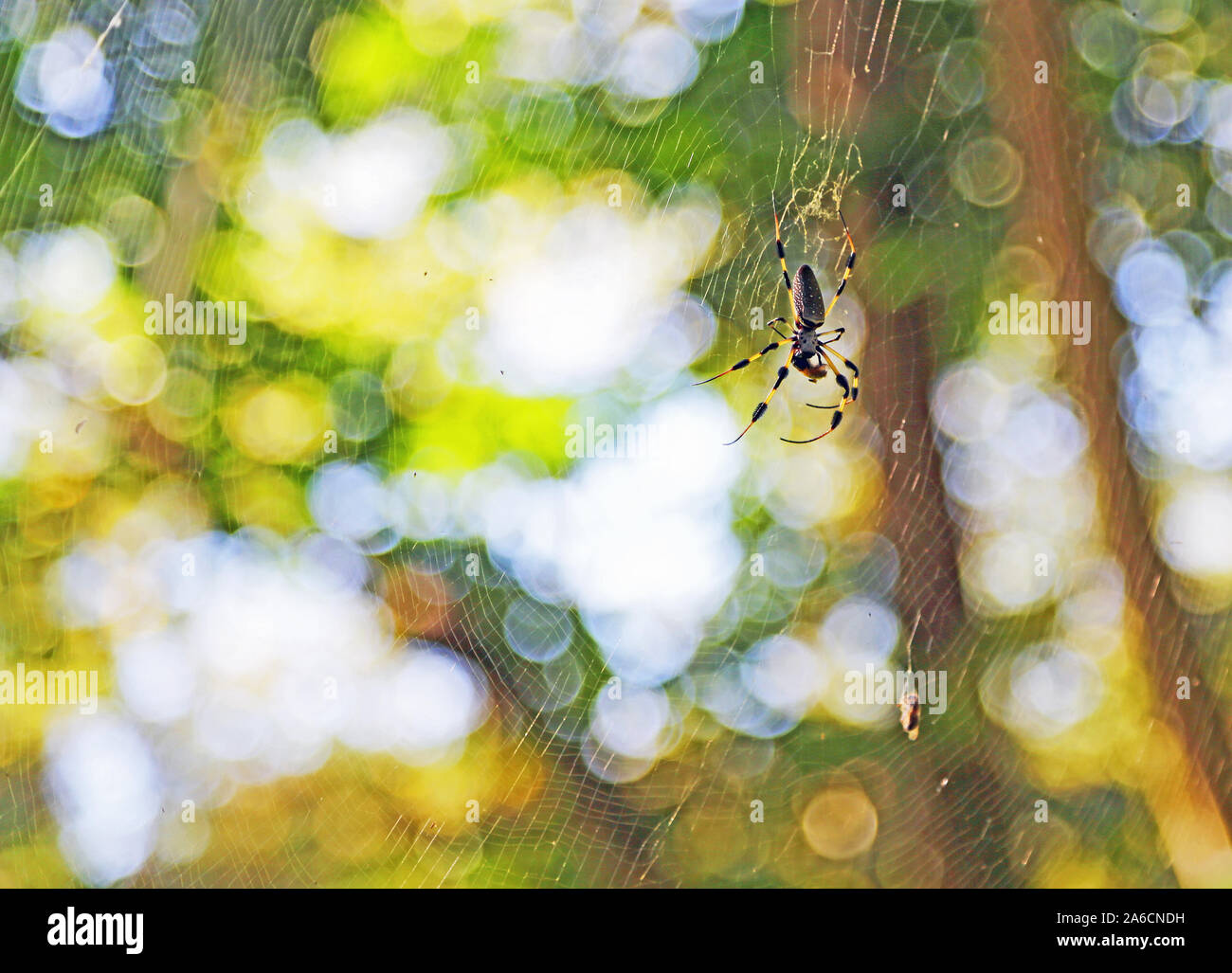 Bananenspinne Stockfoto