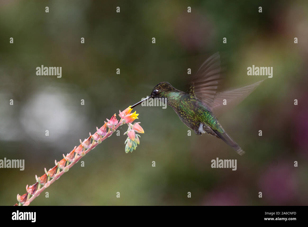 Ein männlicher herrlichen Hummingbird - Eugenes fulgens, Feeds auf eine tropische Blume in Costa Rica. Flash wurde verwendet, um teilweise Bewegung der Flügel einfrieren. Stockfoto