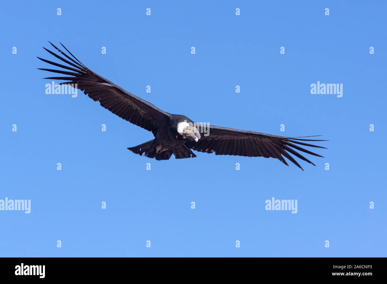 Condor im Flug im Colca Canyon in Peru. Stockfoto