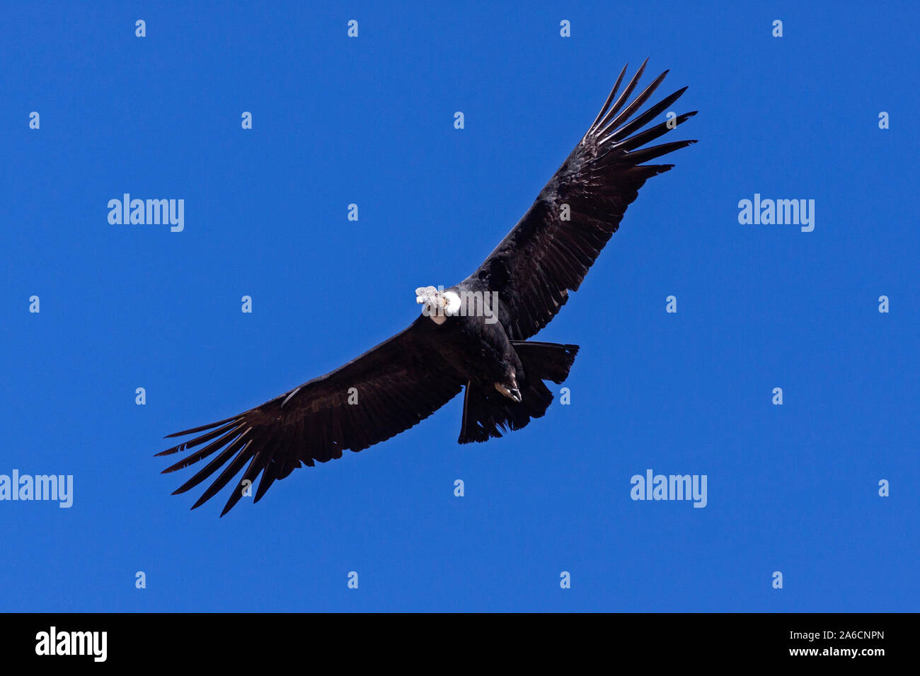 Condor im Flug im Colca Canyon in Peru. Stockfoto