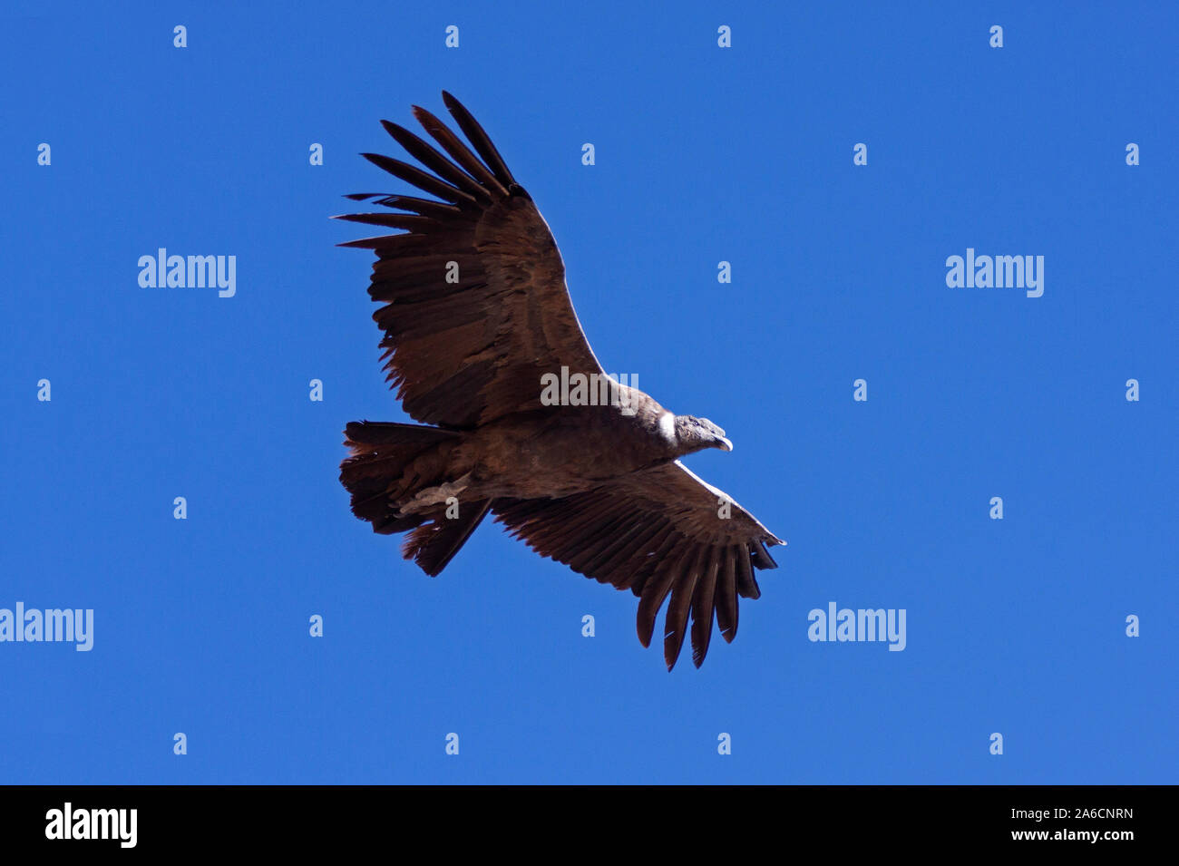 Condor im Flug im Colca Canyon in Peru. Stockfoto