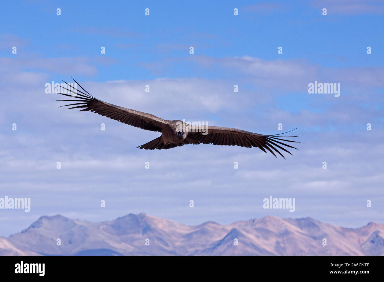 Condor im Flug im Colca Canyon in Peru. Stockfoto