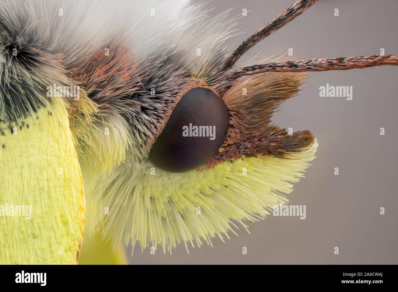 Gemeinsame Brimstone Gonepteryx rhamni, Citronfjäril, Stockfoto