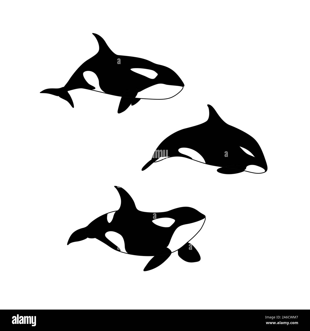 Vector Illustration von Hand Killer Whale. Marine Tier Orcinus orca Familie Stock Vektor