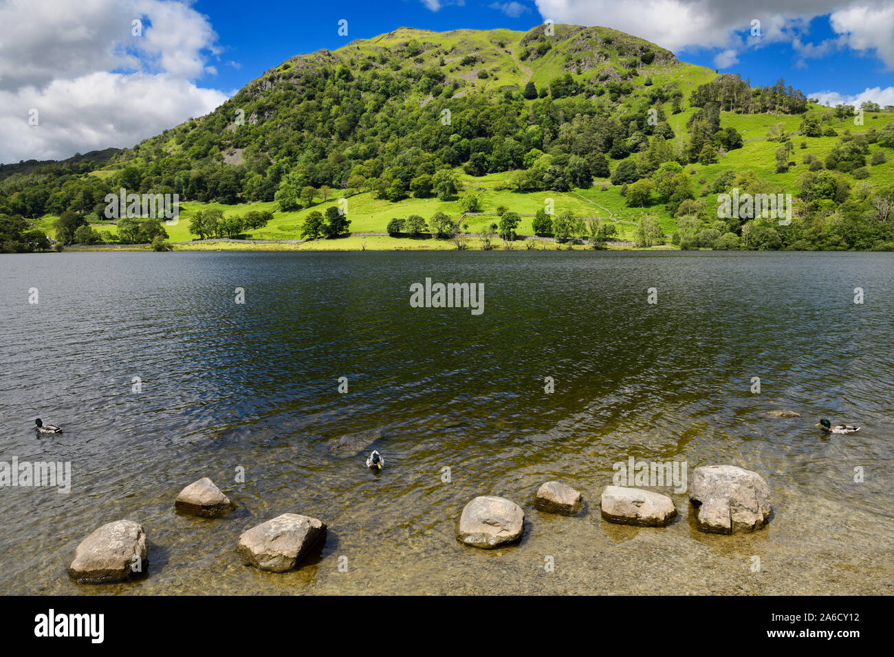 Grüne Nab Narbe Berg auf dem rydal Wasser See Fluss Rothay in Rydal mit stockenten in Lake District National Park Cumbria England Stockfoto