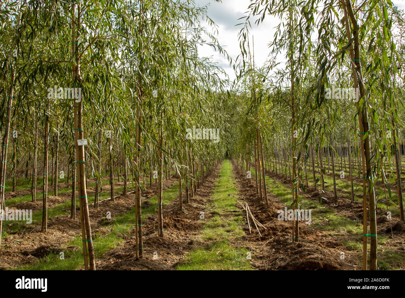 Salix alba Tristis, Aussicht in Teil einer Baumschule Stockfoto