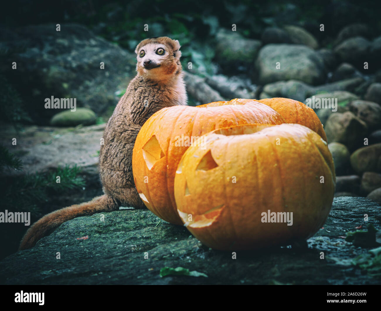 Dinge mit den Kindern dieses Halloween zu tun. Lemur mit Kürbis Stockfoto