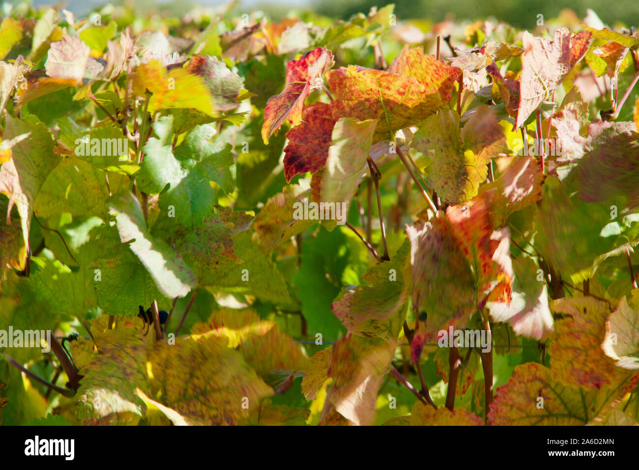 Grün, Rot, Gelb Wein leaces in der Sonne Stockfoto