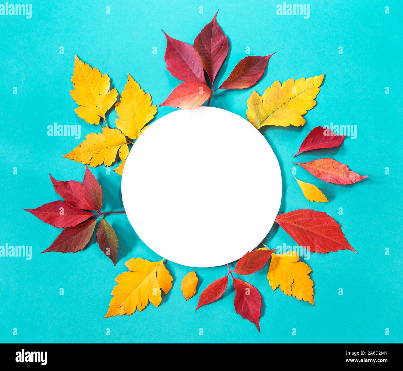 Blätter im Herbst mit einem leeren Papier anmelden Stockfoto