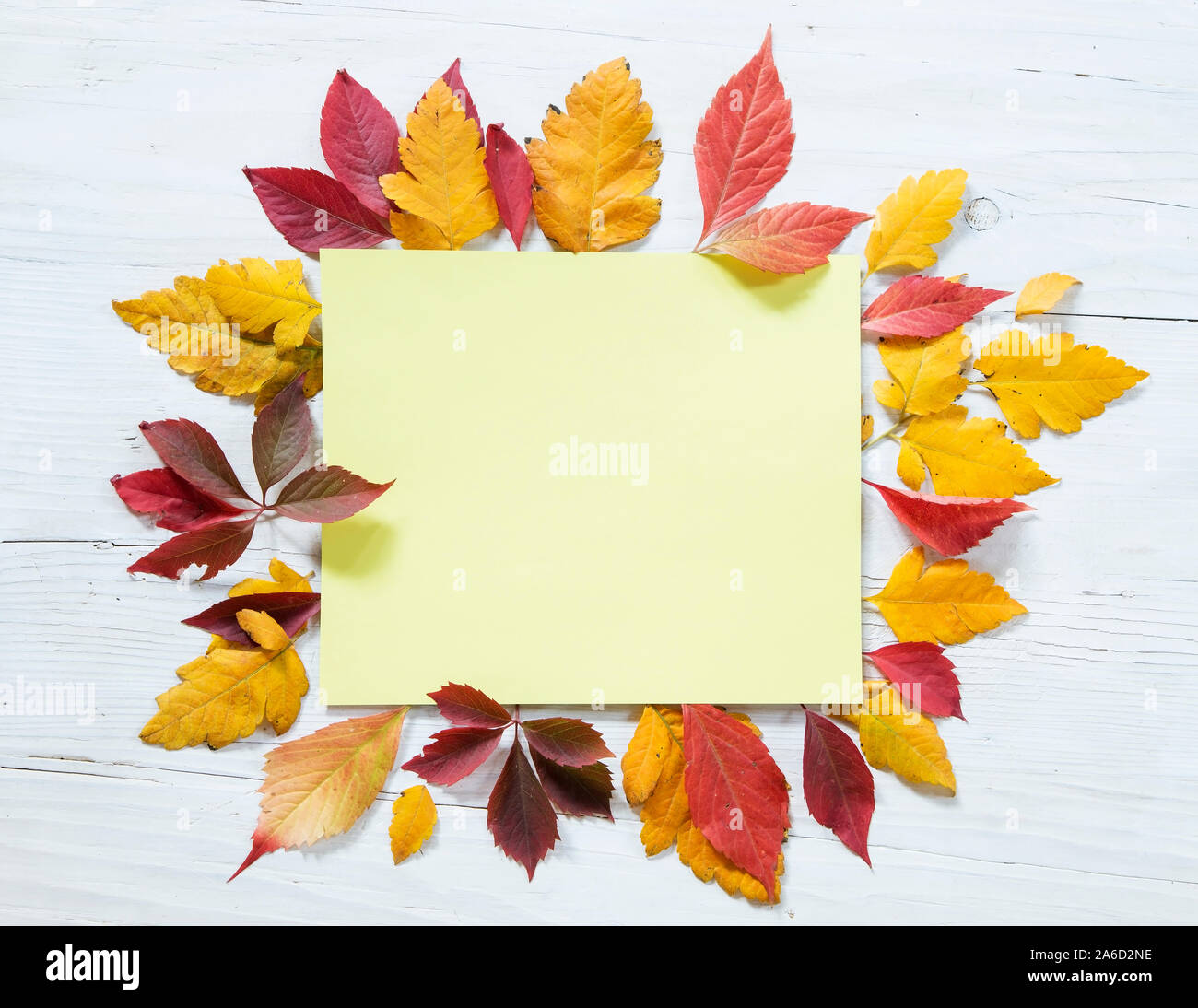 Blätter im Herbst mit einem leeren Papier anmelden Stockfoto