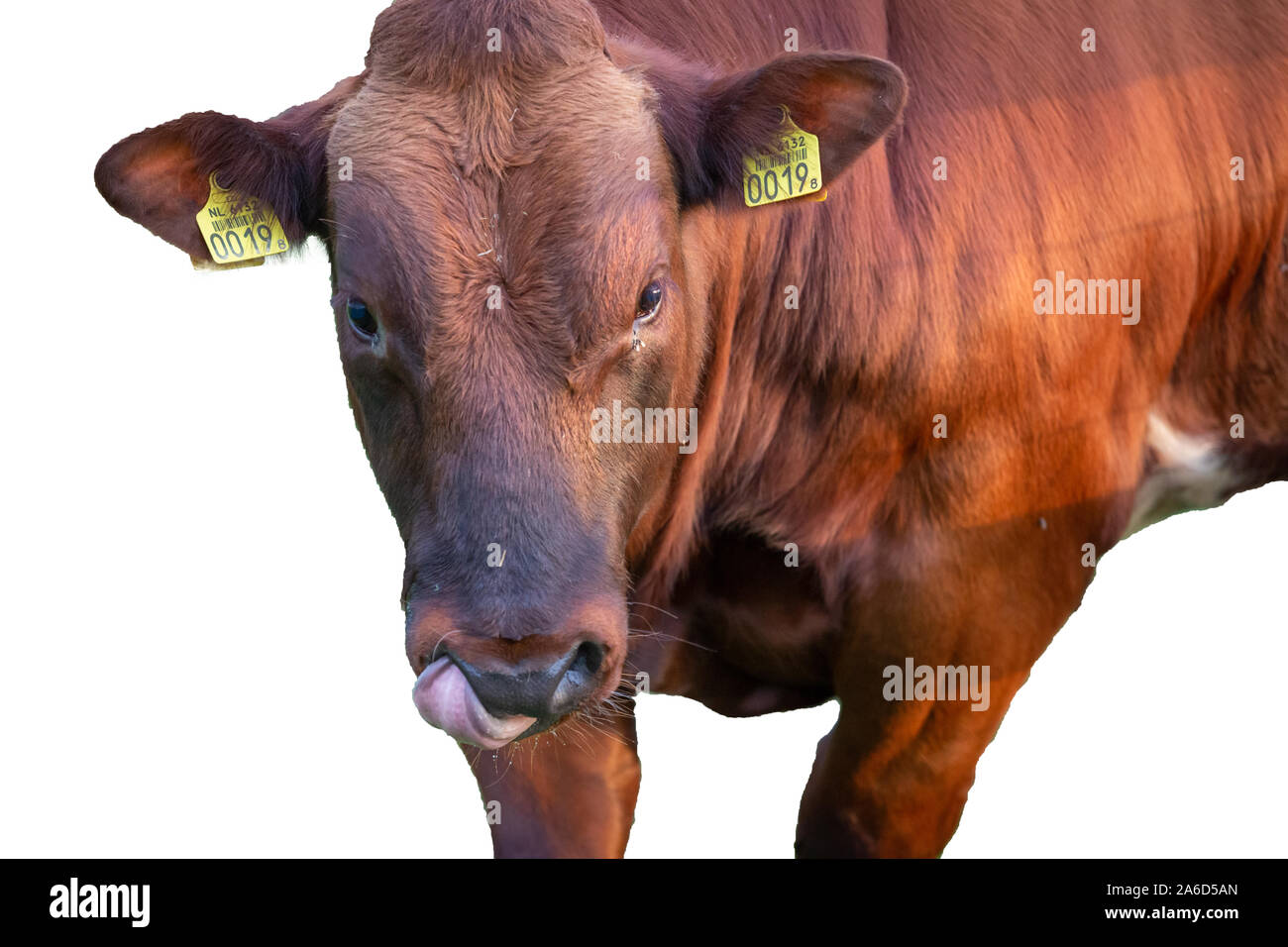 Braun Rindfleisch master Stier Vieh Kopf auf isoliert Foto vom Nethelands Stockfoto