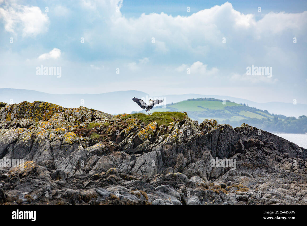 Graureiher (Ardea cinerea), der auf den Felsen der Küste der Bantry Bay ruht und auf Beute wartet. West Cork, Irland. Stockfoto