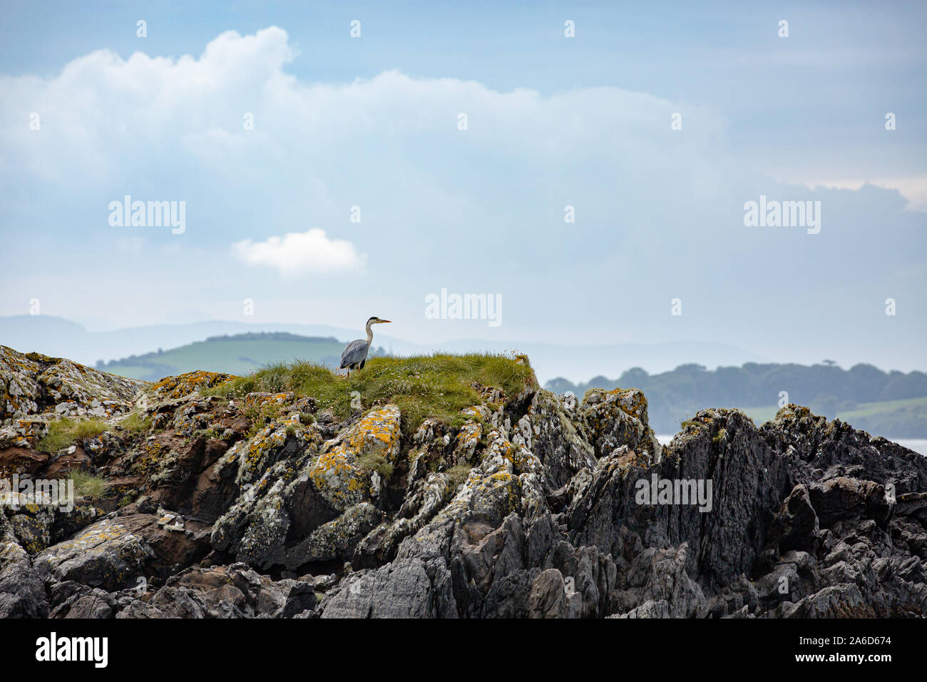 Graureiher (Ardea cinerea), der auf den Felsen der Küste der Bantry Bay ruht und auf Beute wartet. West Cork, Irland. Stockfoto