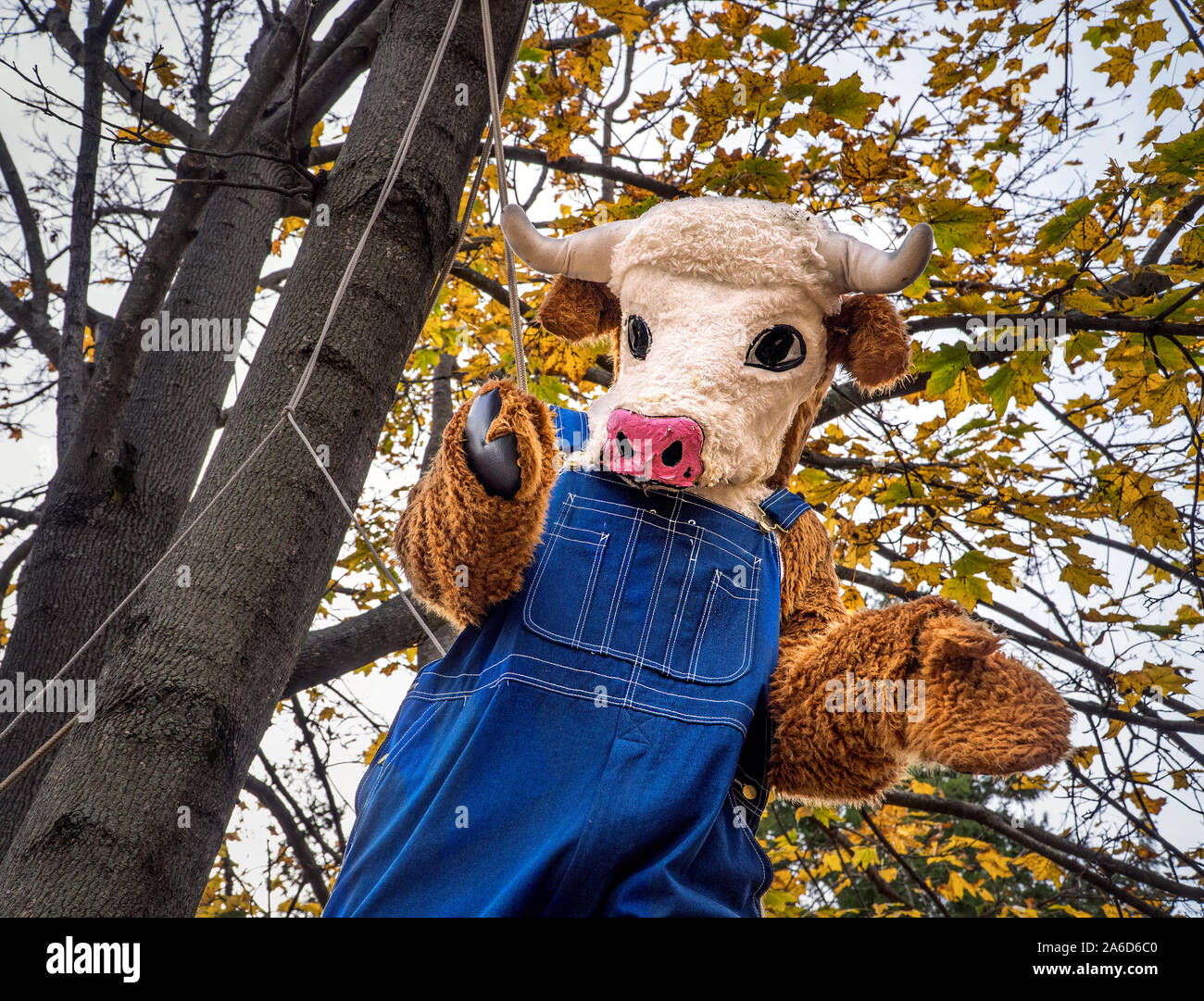 Halloween Figur aus einem Baum aufgehängt erscheint eine Kuh im bib Overalls zu sein. Stockfoto