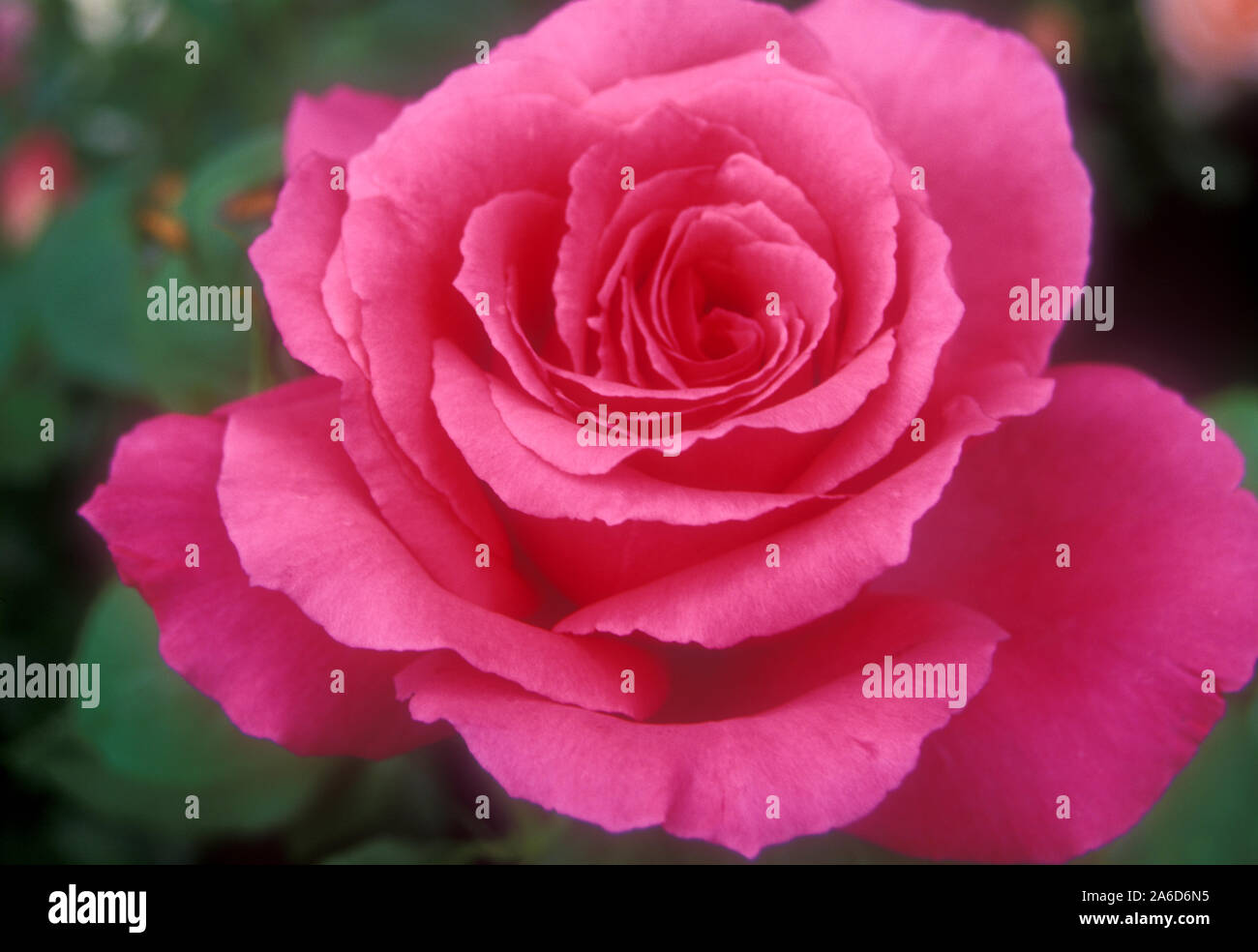 Nahaufnahme einer rosa Rose (ROSA FLORIBUNDA) in Blüte. Stockfoto