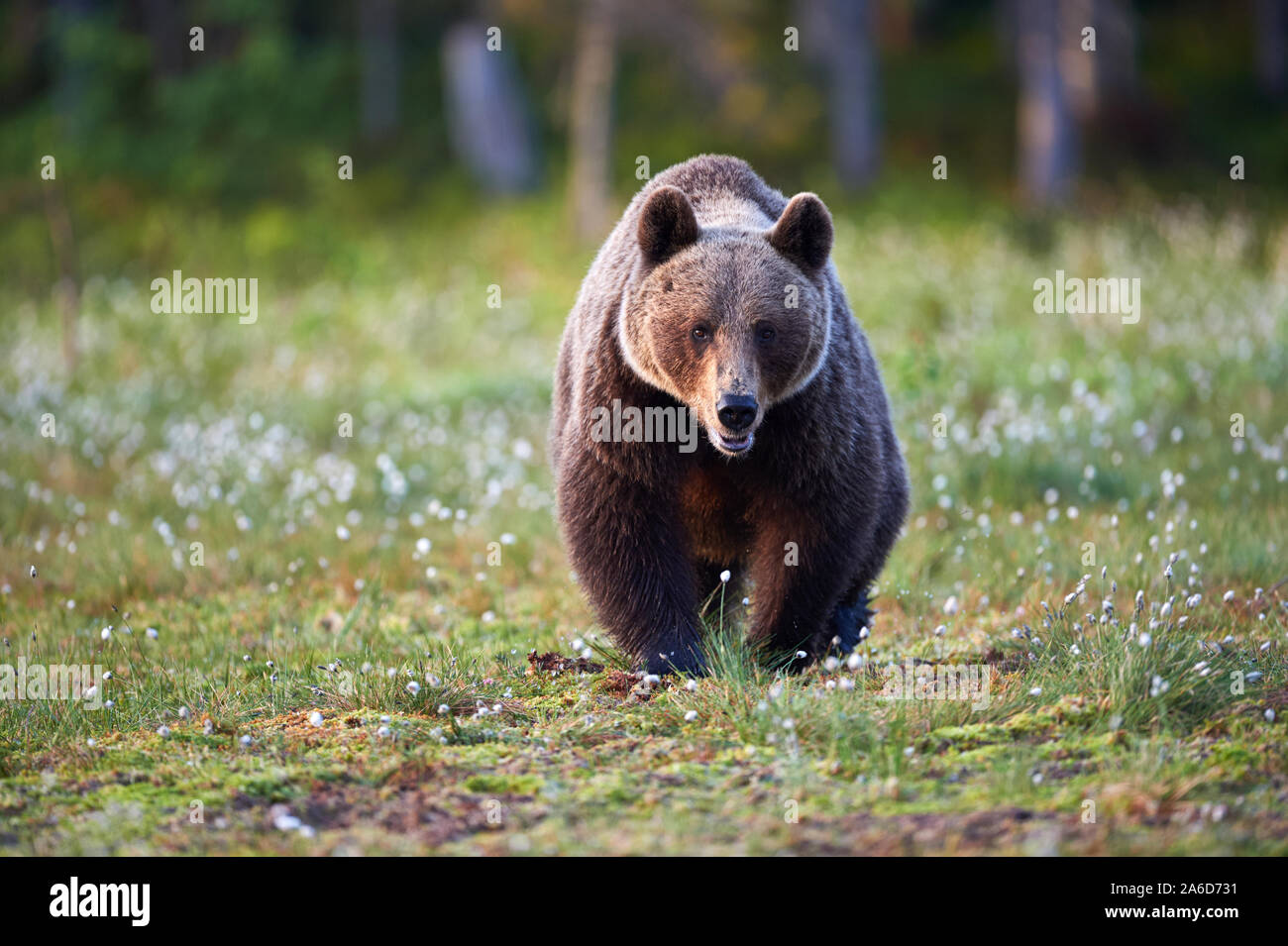 Braunbär laufen frei in der finnischen taiga Stockfoto