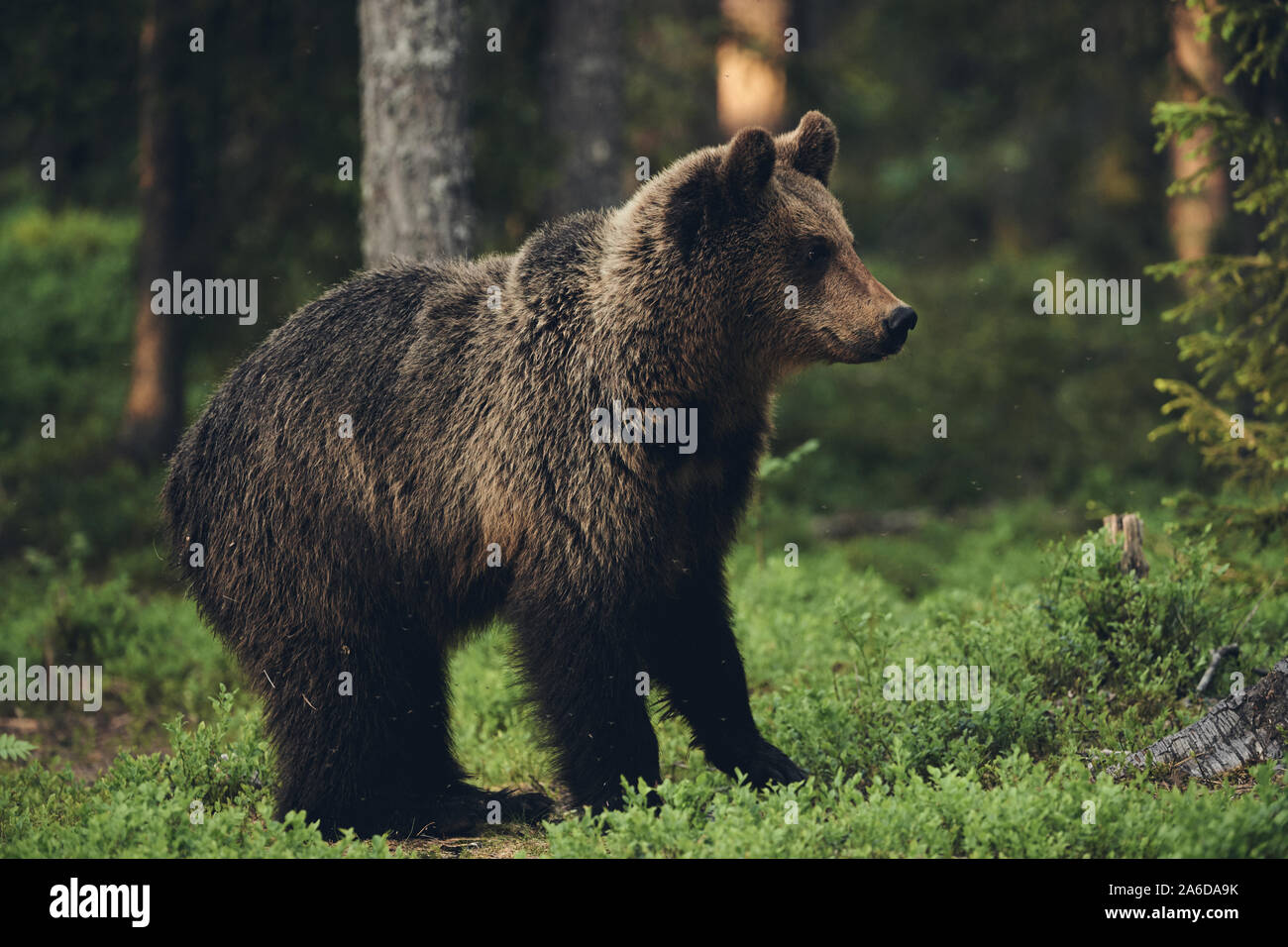 Brauner Bär wandern frei in der finnischen Taiga, matt Stil Stockfoto