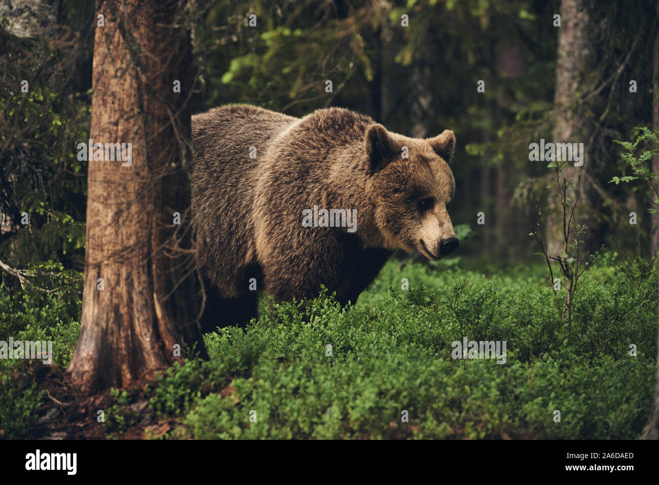 Brauner Bär wandern frei in der finnischen Taiga, matt Stil Stockfoto