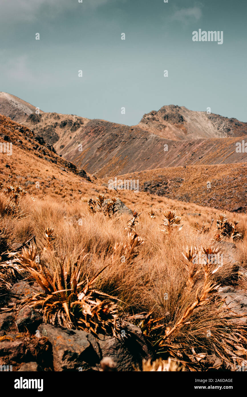 Grobe Vegetation für den Nationalpark Nevado de Toluca, Mexiko. Stockfoto